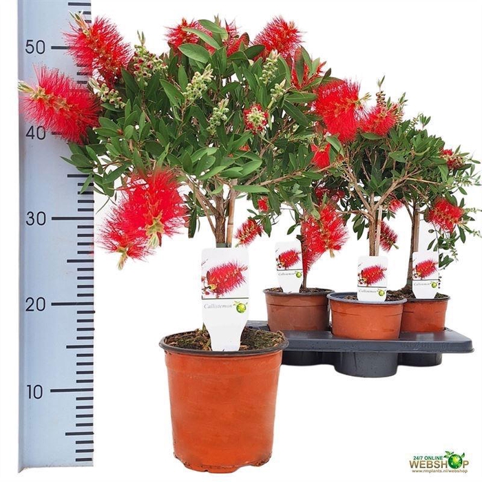 <h4>CALLISTEMON CITRINUS</h4>