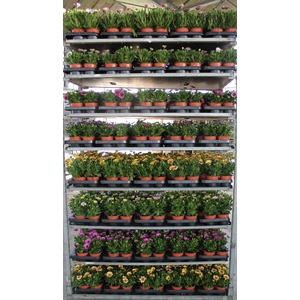 OSTEO SENORITAS MIXK