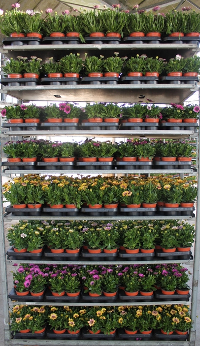 <h4>OSTEO SENORITAS MIXK</h4>