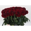 Dahlia Red Fox