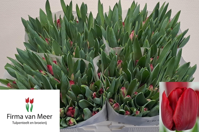 <h4>TU EN ILE DE FRANCE</h4>