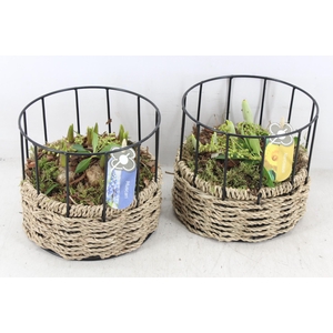 arr4 Bollenmix PL - Mand rond metaal