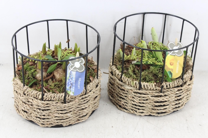 <h4>arr4 Bollenmix PL - Mand rond metaal</h4>