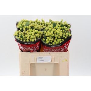 Hyp Smiley Rom 50cm