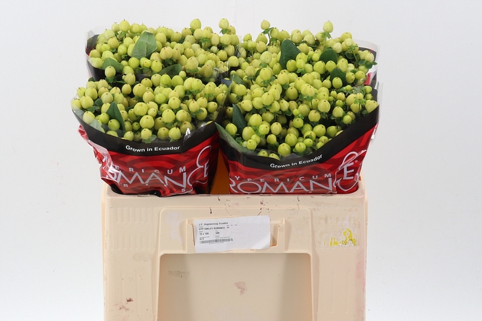 <h4>Hyp Smiley Rom 50cm</h4>