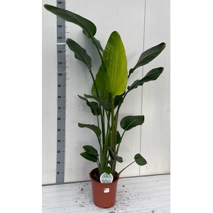 STRELITZIA NICOLAI