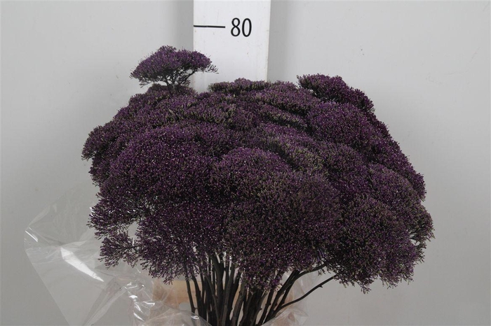 <h4>Trach Lake Superior</h4>