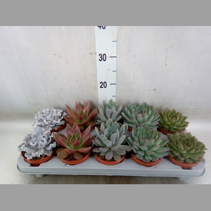 Echeveria   ...mix