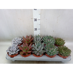 Echeveria   ...mix