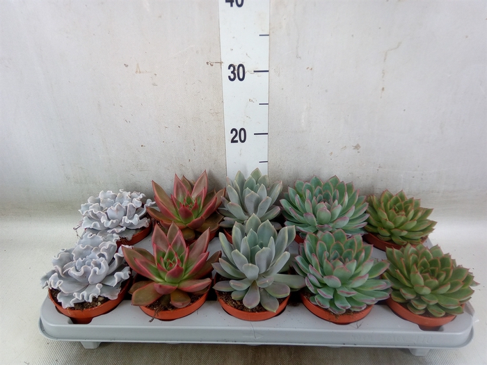 <h4>Echeveria   ...mix</h4>