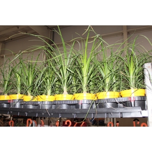BEAUCARNEA P15