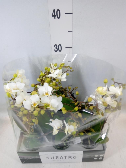 <h4>Phalaenopsis multi.   ...white</h4>