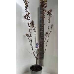 Prunus bladverliezend cerasifera