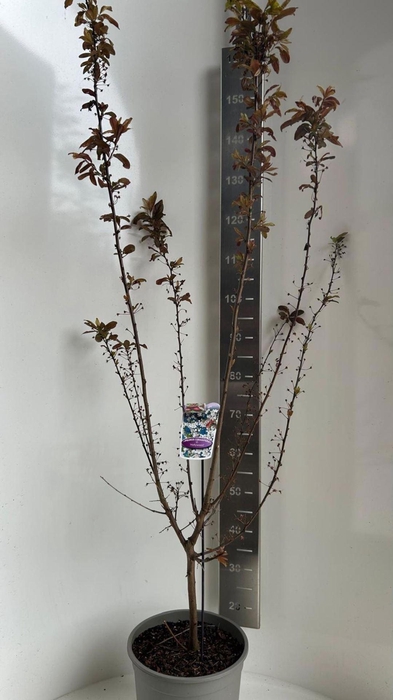 <h4>Prunus bladverliezend cerasifera</h4>