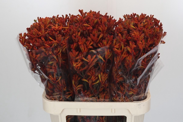 <h4>Anigozanthos Golden Girl</h4>