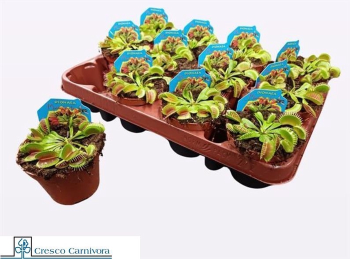 <h4>DIONAEA MUSCIPULA</h4>