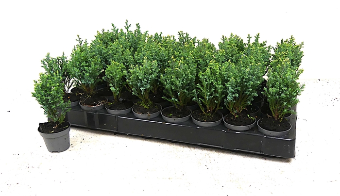 <h4>CHAM L SNOW WHITE</h4>