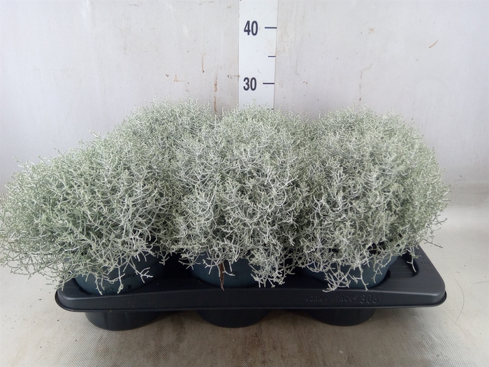 <h4>Leucophyta     [Calocephalus]</h4>