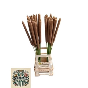 Typha Latifolia