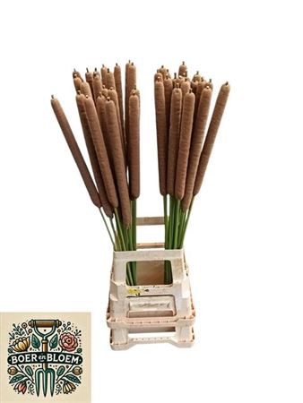 <h4>Typha Latifolia</h4>