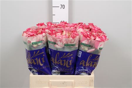 <h4>Rosa GR 'Barracuda'</h4>