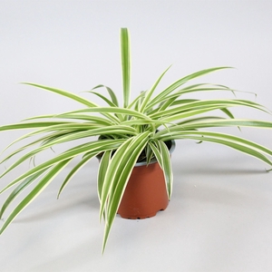 Chlorophytum Laxum