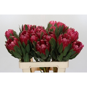 Protea Brenda