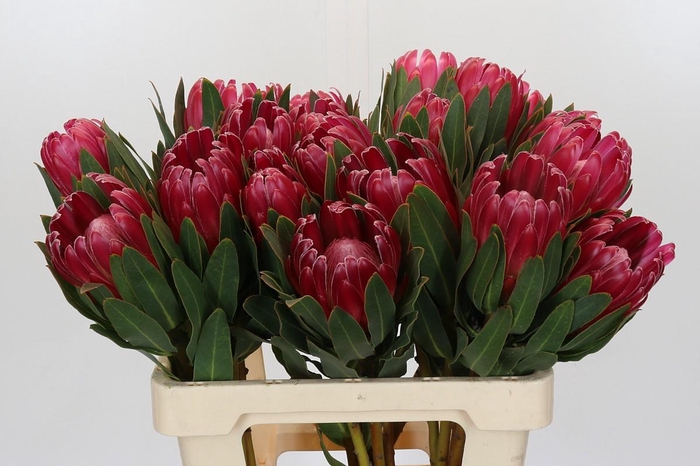 <h4>Protea Brenda</h4>