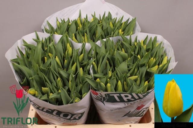 <h4>TU EN STRONG GOLD</h4>