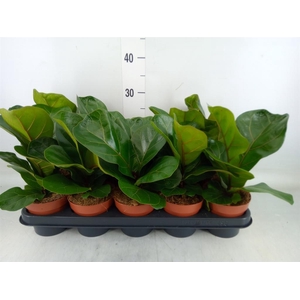 Ficus lyrata 'Bambino'
