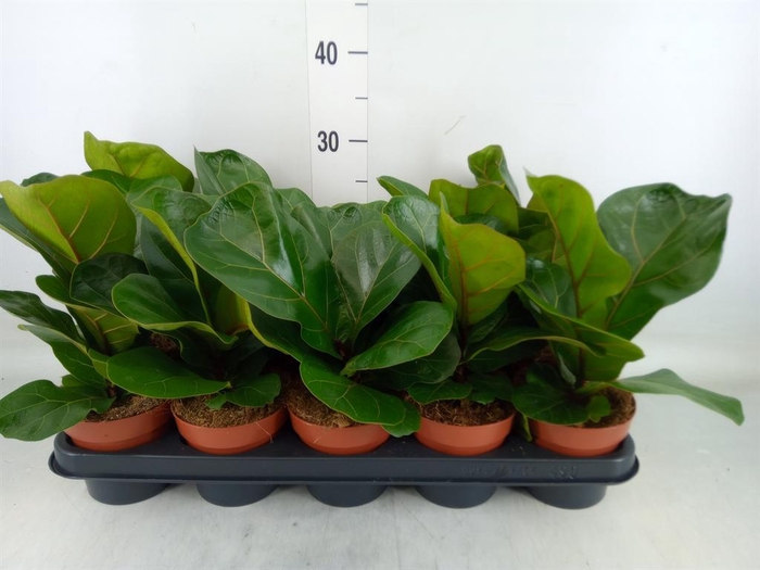 <h4>Ficus lyrata 'Bambino'</h4>