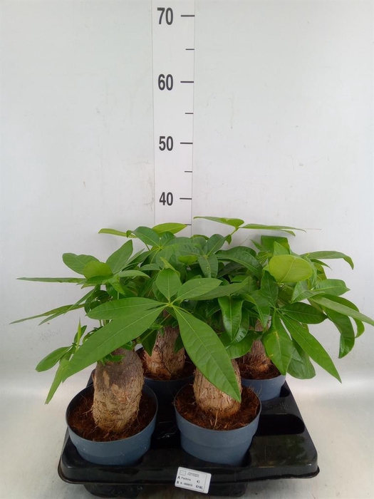 <h4>Pachira aquatica</h4>