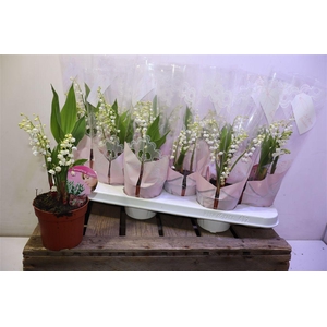 arr8 Convallaria Majalis