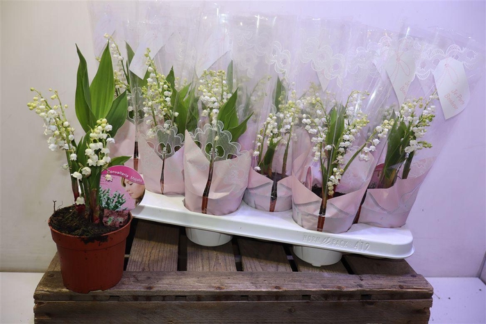 <h4>arr8 Convallaria Majalis</h4>