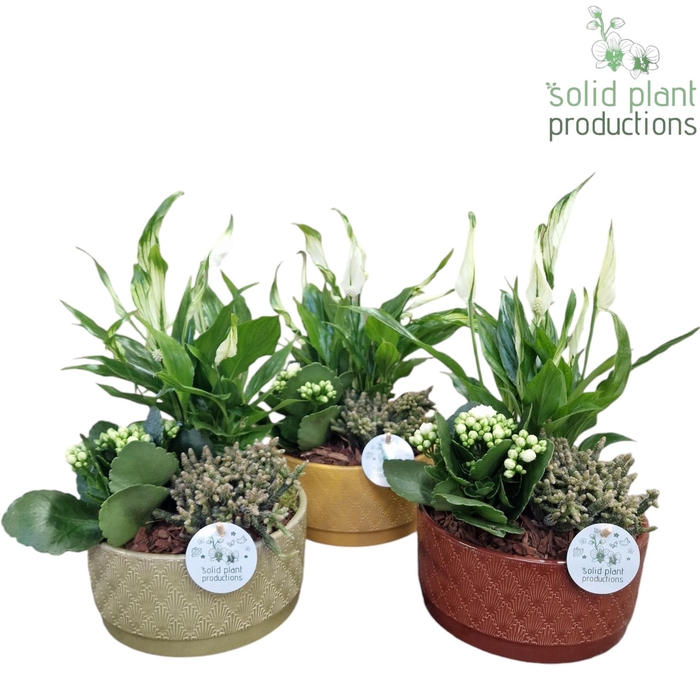 <h4>Opm Sp JT009 Sarah</h4>