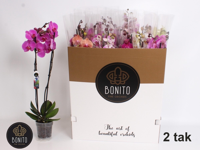 <h4>PHAL GEM 7 KL</h4>