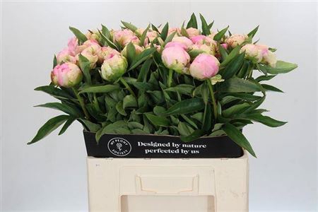 <h4>Paeo L Pink Giant</h4>