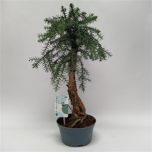 <h4>Araucaria Cunninghamii Bonsai teeltpot 16 cm</h4>