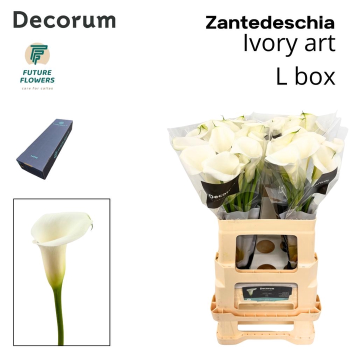 <h4>Zant Ivory Art Large Box 60 Cm</h4>