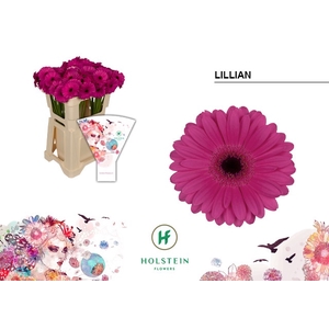 Germini Lillian Water