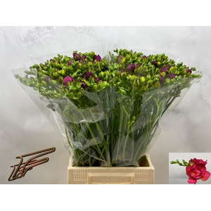 FR DU EXPRESSION