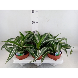 Dracaena frag. 'Jade Jewel'