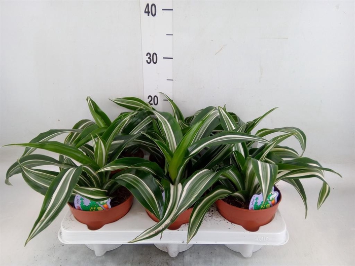 <h4>Dracaena frag. 'Jade Jewel'</h4>
