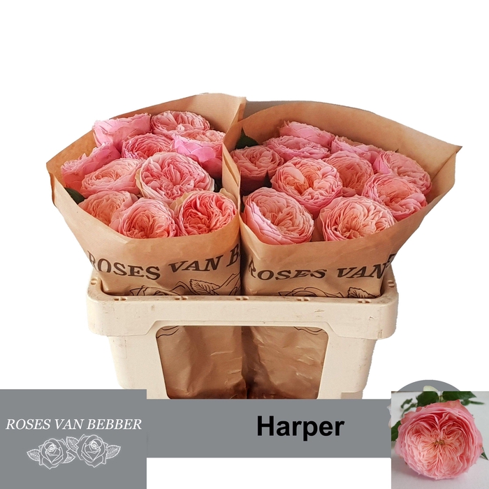 <h4>R GR HARPER!</h4>