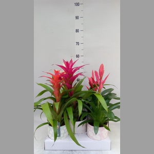 Bromelia   ...mix