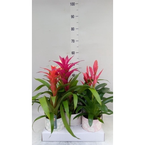 Bromelia   ...mix