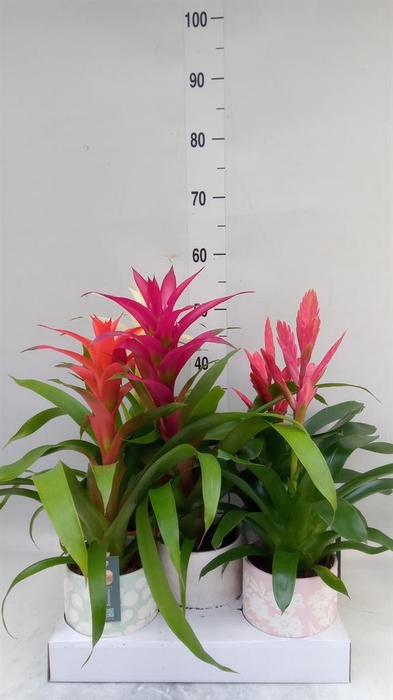 <h4>Bromelia   ...mix</h4>