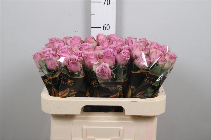 <h4>R Gr Paranita</h4>