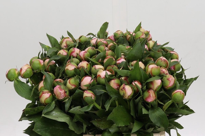 <h4>Paeonia Noemi Demay</h4>