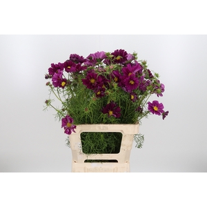 Cosmos Bipinnatus Paars